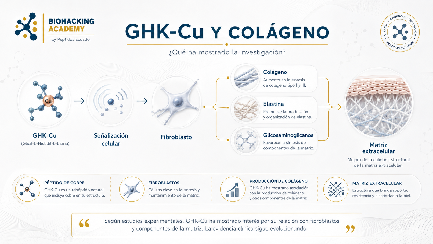 GHK-Cu, fibroblastos y producción de colágeno en la matriz extracelular