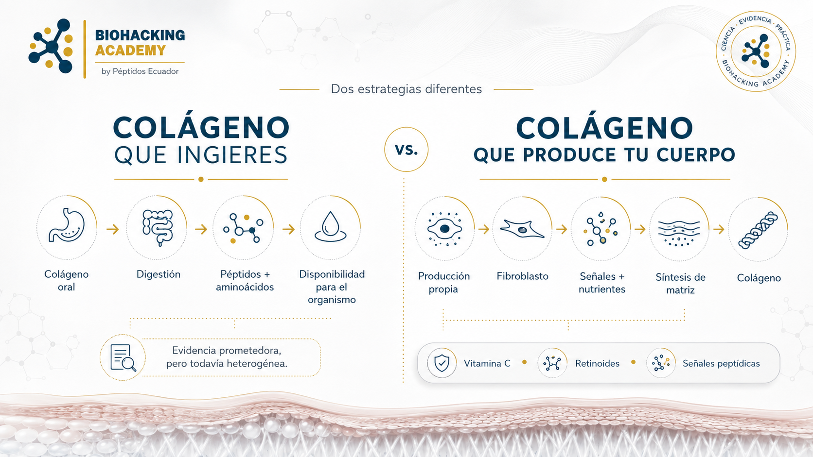 Colágeno que ingieres frente al colágeno que produce el cuerpo