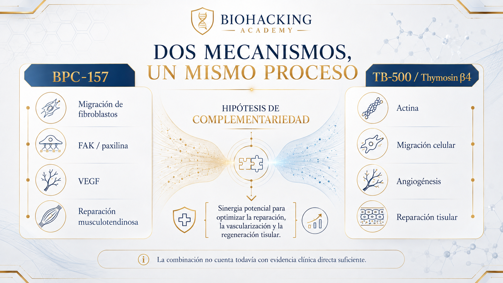 BPC-157 y TB-500: mecanismos potencialmente complementarios en reparación tisular